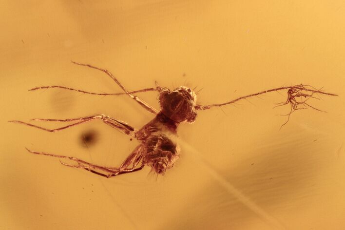 Detailed Fossil Barklouse Nymph (Psocoptera) In Baltic Amber #288656